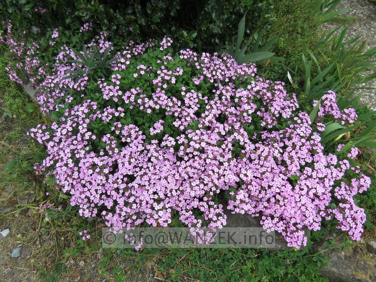 Saponaria ocymoides 01.JPG